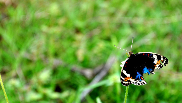 Image: Butterfly with tattered wings