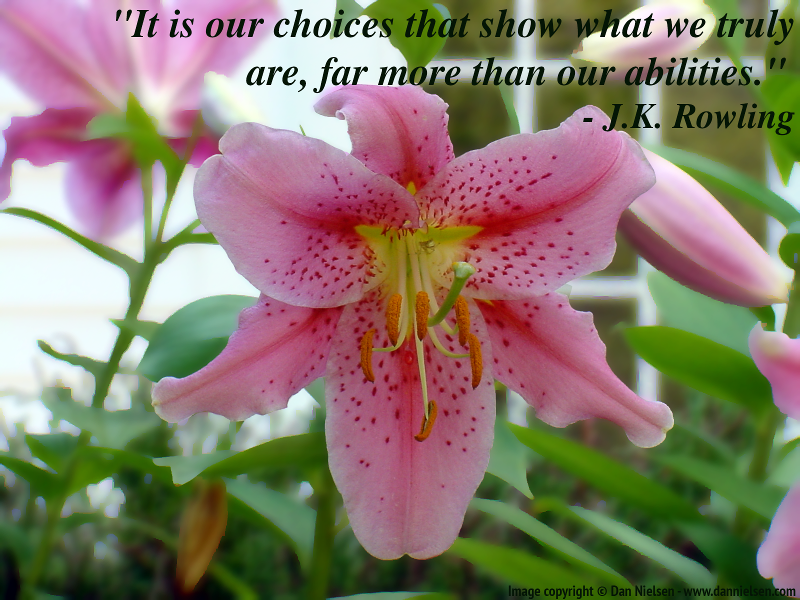 "It is our choices that show what we truly  are, far more than our abilities."  ~J. K. Rowling