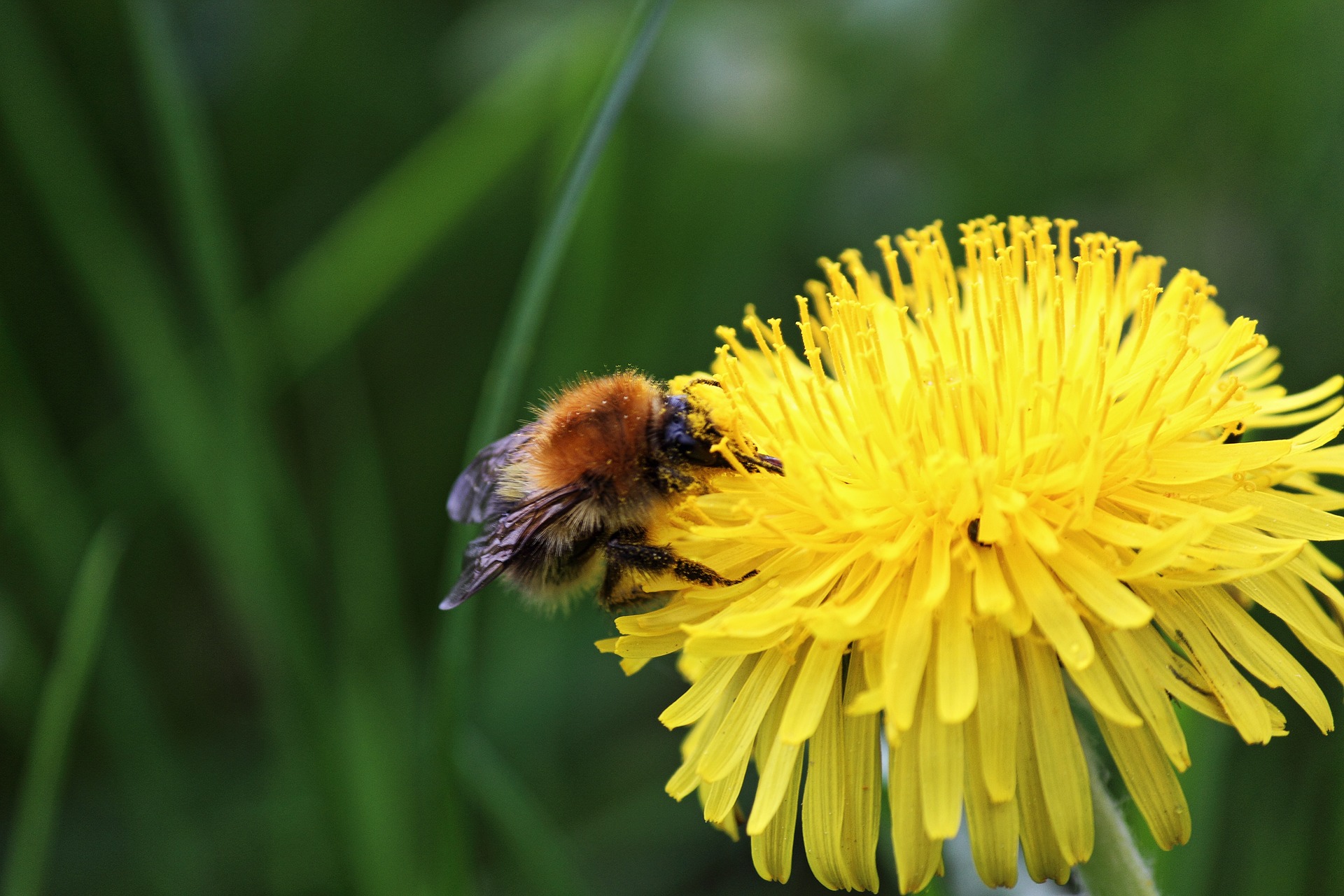 Bee - image by Nidan via pixabay.com, under CC license. 